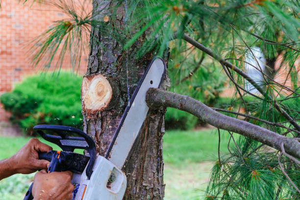 Best Emergency Tree Removal  in Wintersville, OH